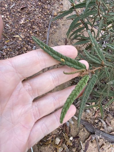Seringia corollata, photographed by Greg Tasney