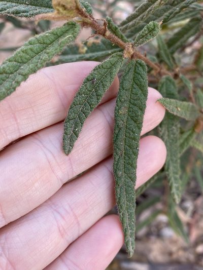 Seringia corollata, photographed by Greg Tasney