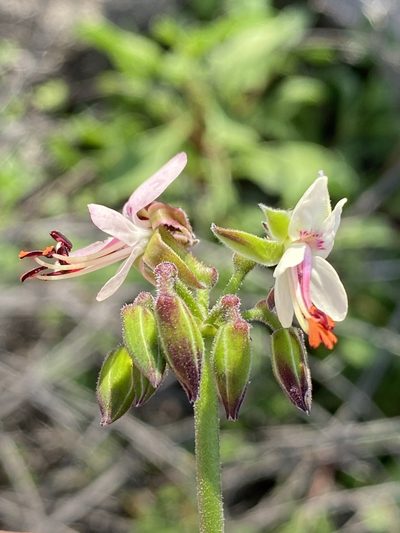 Pelargonium laxum, photographed by Dave U
