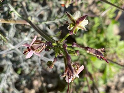 Pelargonium laxum, photographed by Dave U