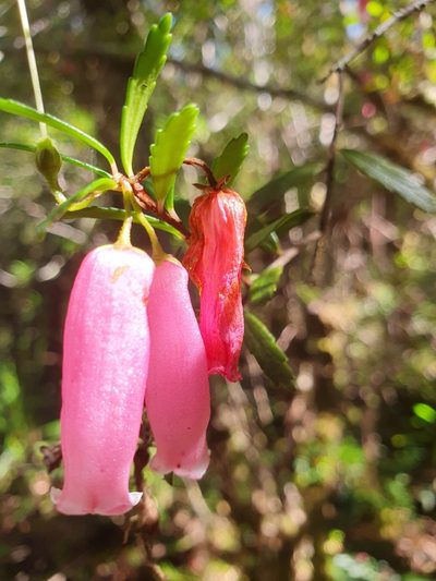 Prionotes cerinthoides, photographed by Yoav Daniel Bar-Ness