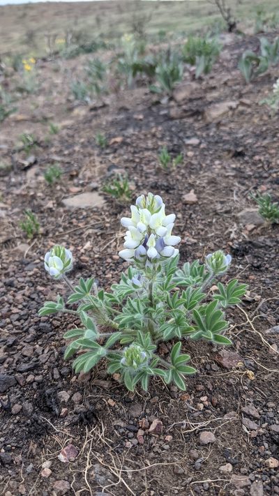 Lupinus malacophyllus, photographed by Quinn Campbell