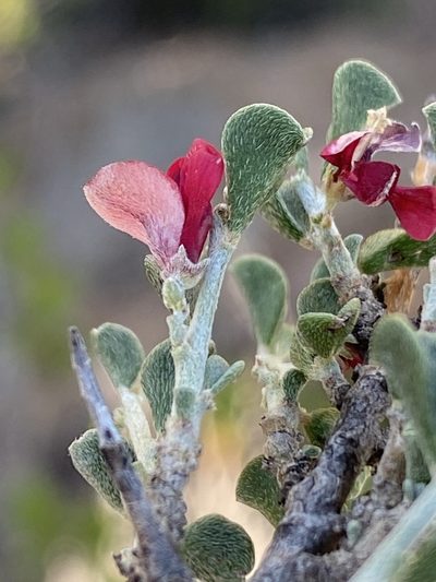 Indigofera obcordata, photographed by Dave U