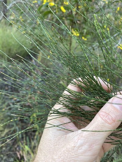 Allocasuarina inophloia, photographed by Greg Tasney