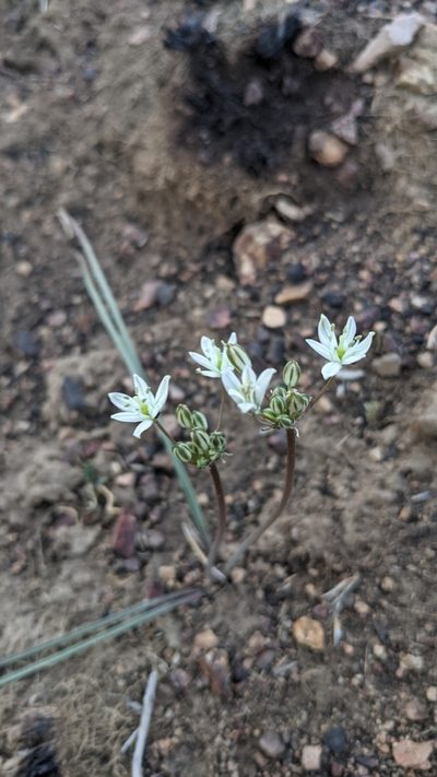 Muilla transmontana, photographed by Quinn Campbell
