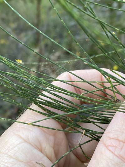 Allocasuarina inophloia, photographed by Greg Tasney