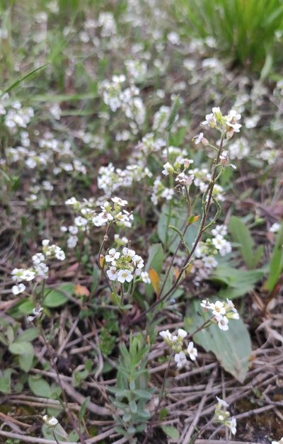 Braya humilis, photographed by Юлия