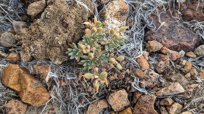 Cusickiella douglasii, photographed by Quinn Campbell