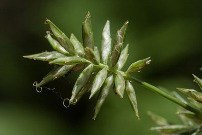 Cyperus pallidicolor, photographed by Cecelia Alexander