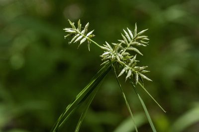Cyperus pallidicolor, photographed by Cecelia Alexander