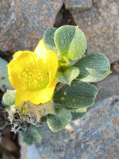 Aizoon karooicum, photographed by Dave U
