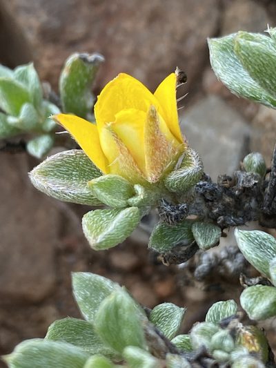 Aizoon karooicum, photographed by Dave U
