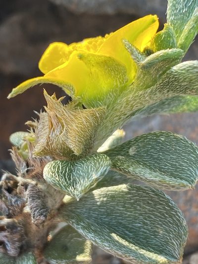 Aizoon karooicum, photographed by Dave U
