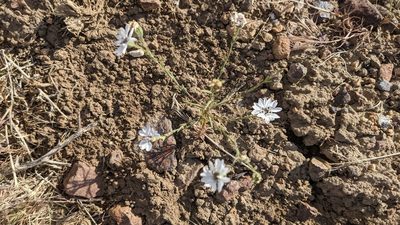 Blepharipappus scaber, photographed by Quinn Campbell