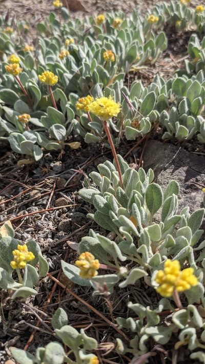 Eriogonum ochrocephalum, photographed by Quinn Campbell