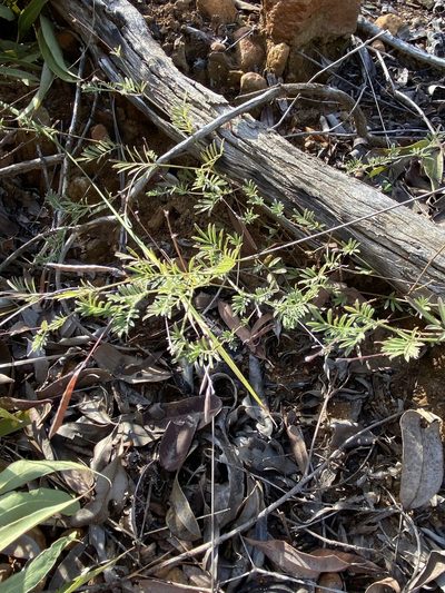 Tephrosia filipes, photographed by Greg Tasney