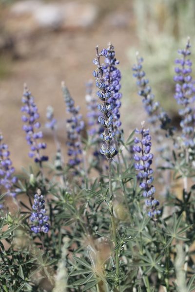 Lupinus meionanthus, photographed by Cricket Raspet