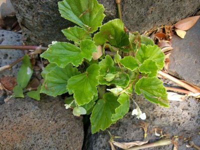 Begonia hirtella, photographed by Kevin Faccenda