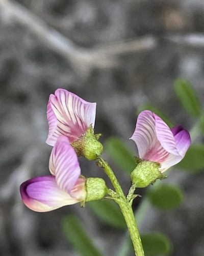Lessertia annularis, photographed by Dave U