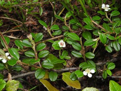 Cotoneaster morrisonensis, photographed by Jacy Chen