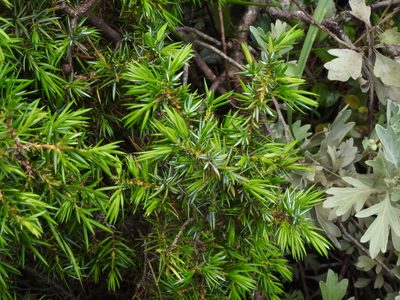 Juniperus formosana, photographed by Jacy Chen