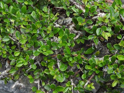 Rhamnus kanagusukii, photographed by Jacy Chen