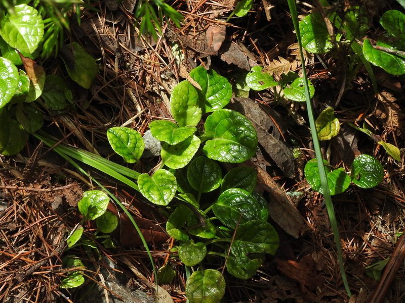 Pyrola morrisonensis, photographed by Jacy Chen