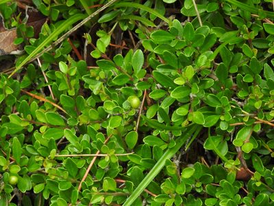 Rhamnus kanagusukii, photographed by Jacy Chen