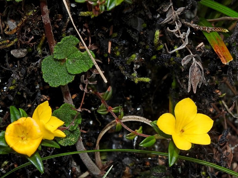 Lysimachia chingshuiensis, photographed by Jacy Chen