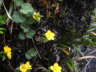 Lysimachia chingshuiensis, photographed by Jacy Chen