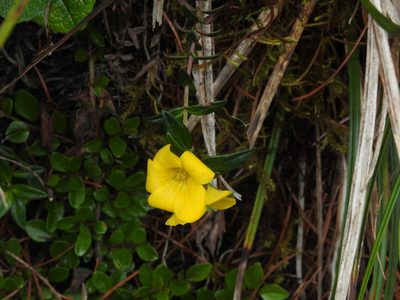 Lysimachia chingshuiensis, photographed by Jacy Chen