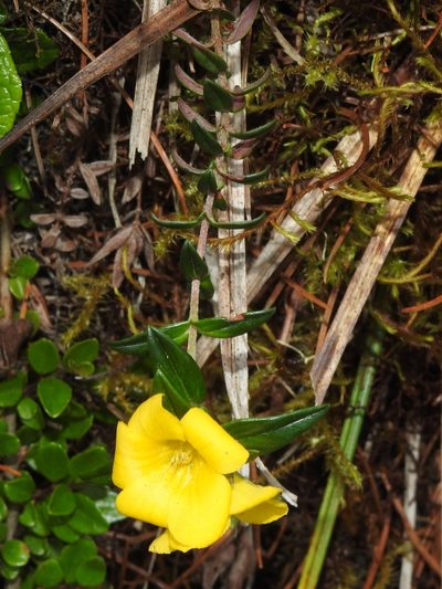 Lysimachia chingshuiensis, photographed by Jacy Chen