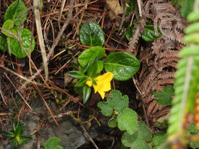 Lysimachia chingshuiensis, photographed by Jacy Chen