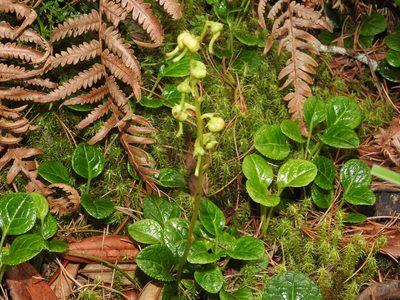 Pyrola morrisonensis, photographed by Jacy Chen