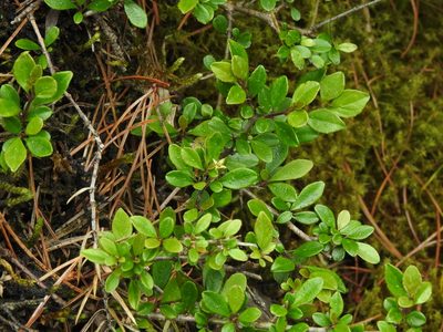 Rhamnus kanagusukii, photographed by Jacy Chen