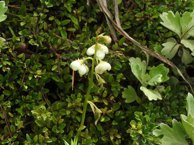 Pyrola morrisonensis, photographed by Jacy Chen