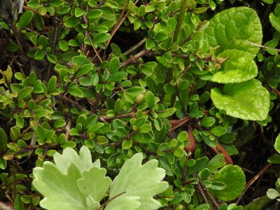 Rhamnus kanagusukii, photographed by Jacy Chen