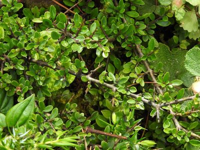 Rhamnus kanagusukii, photographed by Jacy Chen