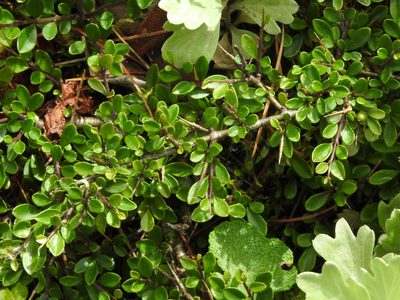 Rhamnus kanagusukii, photographed by Jacy Chen