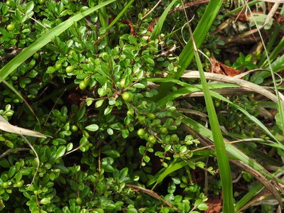 Rhamnus kanagusukii, photographed by Jacy Chen