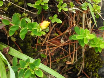 Hypericum nokoense, photographed by Jacy Chen