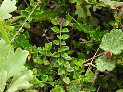 Clinopodium laxiflorum, photographed by Jacy Chen