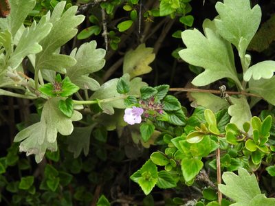 Clinopodium laxiflorum, photographed by Jacy Chen