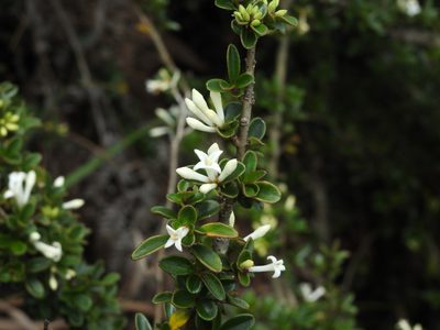 Ligustrum morrisonense, photographed by Jacy Chen