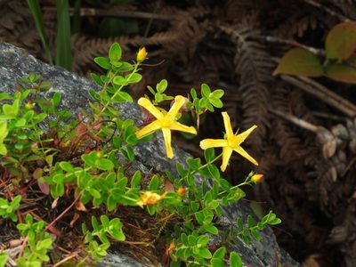 Hypericum nokoense, photographed by Jacy Chen