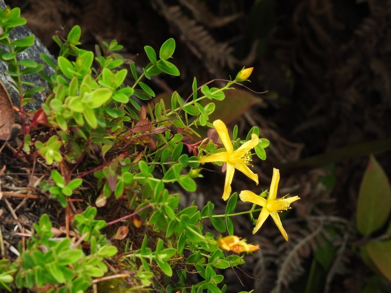 Hypericum nokoense, photographed by Jacy Chen