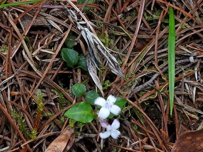 Mitchella undulata, photographed by Jacy Chen