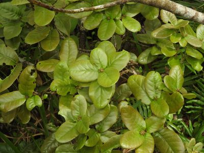 Quercus spinosa, photographed by Jacy Chen