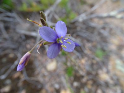 Heliophila subulata, photographed by Shaun Swanepoel