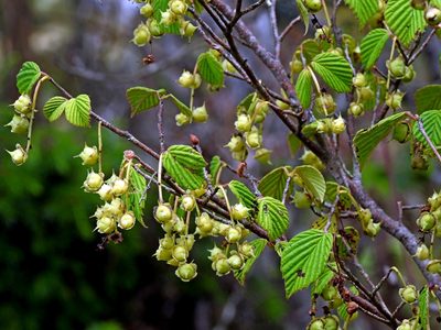 Corylopsis pauciflora, photographed by Jacy Chen